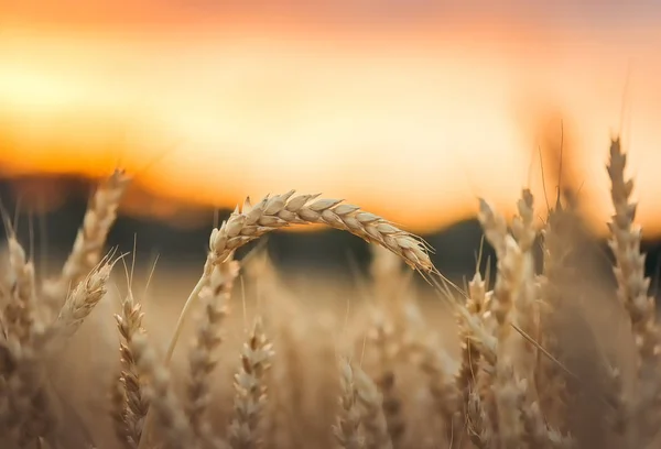 成熟的小麦 麦田后面神秘的日落 — 图库照片
