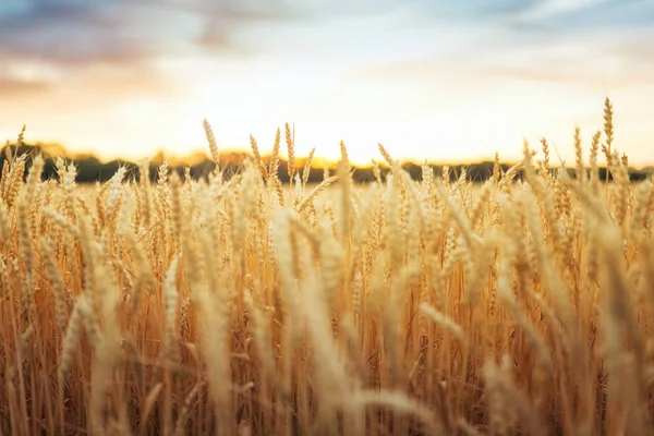 Pôr Sol Atrás Campo Trigo — Fotografia de Stock