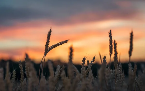 Sonnenuntergang Hinter Einem Weizenfeld — Stockfoto