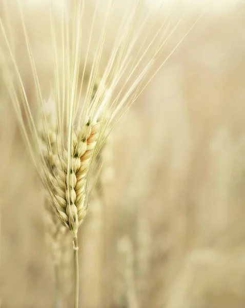 农场的小麦耳朵 浅层的田野深度 — 图库照片
