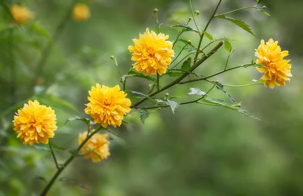 黄色的花 日本玫瑰 日本克里亚 — 图库照片