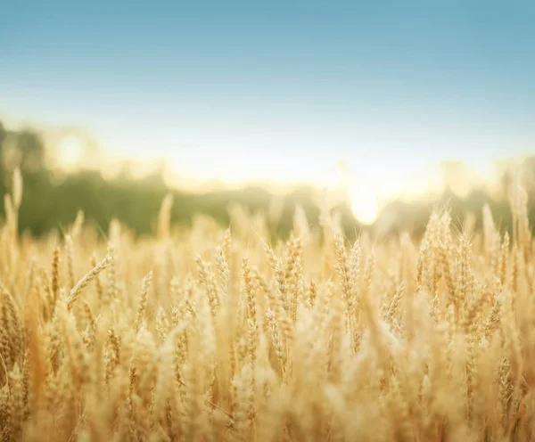 Goldenes Weizenfeld Frühen Sonnenlicht — Stockfoto