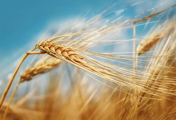 Wheat ears under blue sky close up — Stock Photo, Image
