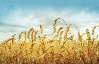 Tahıl alan mavi gökyüzü altında