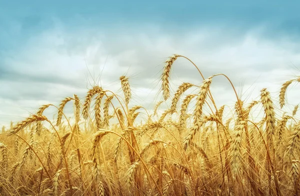 Campo de grano bajo el cielo azul — Foto de Stock