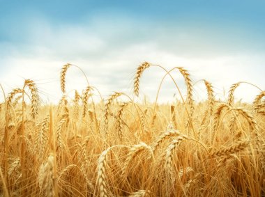 buğday kulak mavi gökyüzü altında