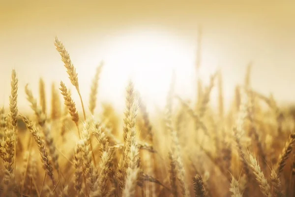 Wheat ears and sun — Stock Photo, Image