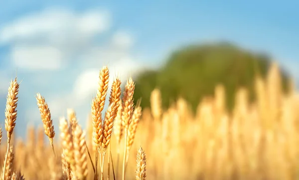 Goldenes Weizenfeld Unter Blauem Himmel — Stockfoto