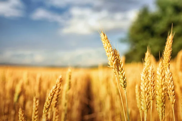 Zlaté Pšeničné Pole Pod Modrou Oblohou — Stock fotografie