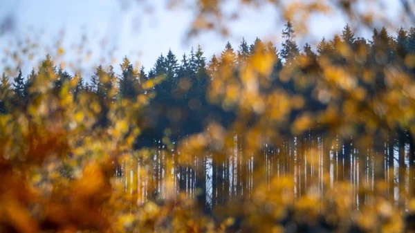 Forêt Automne Floue Pins Photos De Stock Libres De Droits