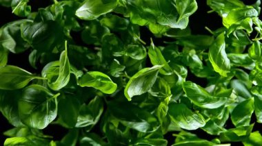 Flying Tasty Basil 'in Süper Yavaş Çekimi 1000 Fps' de Kara Arkaplanda İzole Edildi. 4K 'da Yüksek Hız Sinema Kamerası ile çekildi..