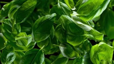 Flying Tasty Basil 'in Süper Yavaş Çekimi 1000 Fps' de Kara Arkaplanda İzole Edildi. 4K 'da Yüksek Hız Sinema Kamerası ile çekildi..