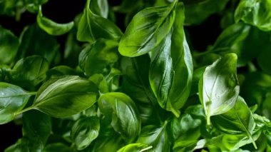 Flying Tasty Basil 'in Süper Yavaş Çekimi 1000 Fps' de Kara Arkaplanda İzole Edildi. 4K 'da Yüksek Hız Sinema Kamerası ile çekildi..