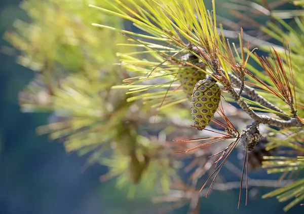 Pinus Halepensis Tremiti 풀리아 이탈리아의 소나무 클로즈업 — 스톡 사진