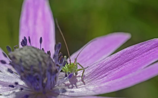 Zelená Kriket Stojí Nad Fialové Wildflower Lístků Slunečný Jarní Den — Stock fotografie