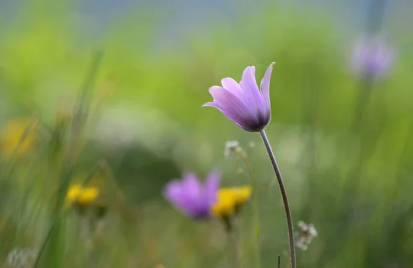 Gros Plan Fleur Sauvage Anémone Rose Dans Une Prairie Herbe — Photo