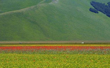  arka planda Sibillini Dağları ile Castelluccio di Norcia karstik planlarda çiçek açan ve ekili alanlar