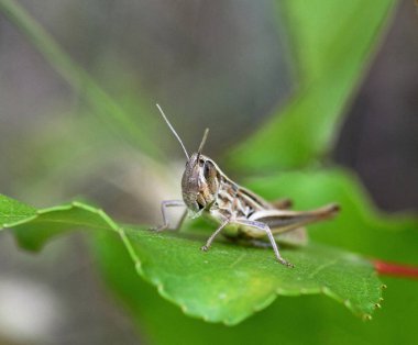 Çekirge bir bitkinin yaprak üzerinde duruyor 