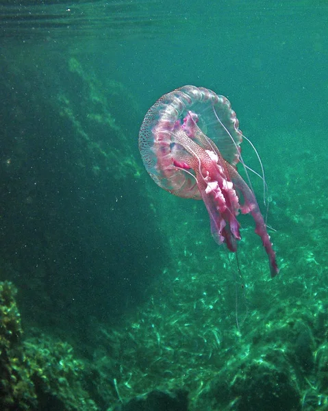 Jellyfish Pelagia Noctiluca Mediterranean Italian Sea Elba Island Italy — Stock Photo, Image