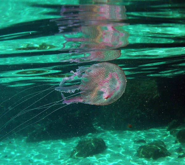 Medusas Pelagia Noctiluca Mar Mediterrâneo Italiano Ilha Elba Itália — Fotografia de Stock