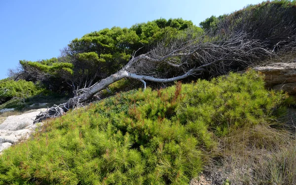 Pijnboombos Tremiti Eilanden Puglia Italië Onder Zomerzon Stralen — Stockfoto