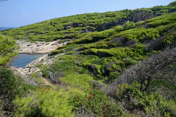 Floresta Pinheiros Nas Ilhas Tremiti Puglia Itália Sob Raios Sol — Fotografia de Stock
