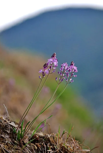 Fleurs Sauvages Pourpres Fermer Dans Une Campagne Toscane Jour Automne — Photo