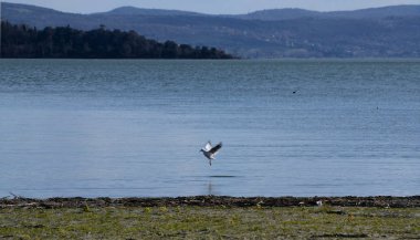 Umbria, İtalya Trasimeno Gölü su martı uçar