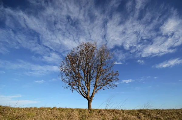 Голое Дерево Голубом Фоне Неба — стоковое фото