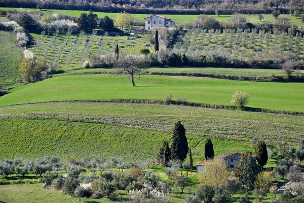 ヴァル ドルチャ トスカーナ イタリアの緑の丘に分離された裸木の風光明媚なビュー — ストック写真