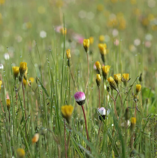Gros Plan Fleur Sauvage Marguerite Sur Fond Lit Prairie — Photo