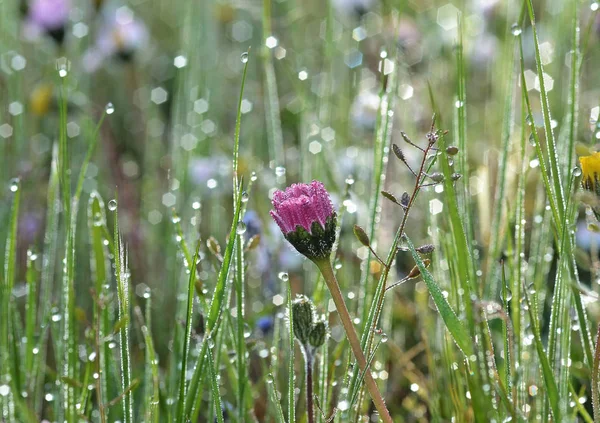 Nahaufnahme Von Gänseblümchen Wildblume Mit Nassen Tropfen Auf Einer Landwiese — Stockfoto