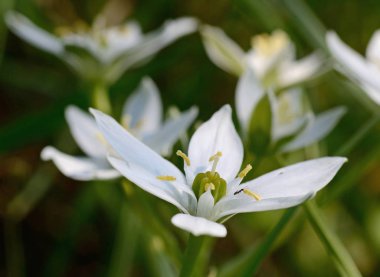 Star of Bethlehem çiçeğinin yakın çekim 