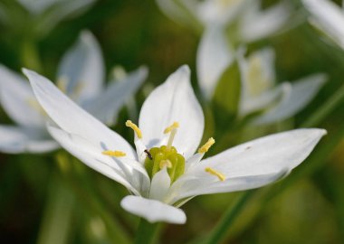 Star of Bethlehem çiçeğinin yakın çekim 