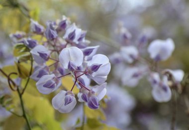Wisteria çiçeğinin yakın çekim 