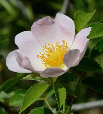 pembe Rosa Canina yakın çekim, Rose Hip, bir çit 