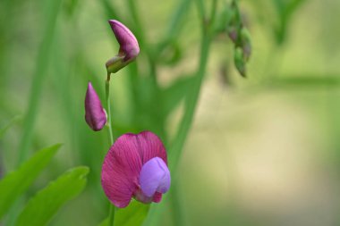 mor cicerchia çiçek yakın çekim, Lathyrus Clymenum, agaisnt yeşil arka plan