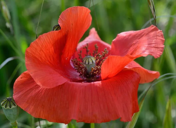 Close Cabeça Flor Papoula Com Estame Pistilo Evidência — Fotografia de Stock