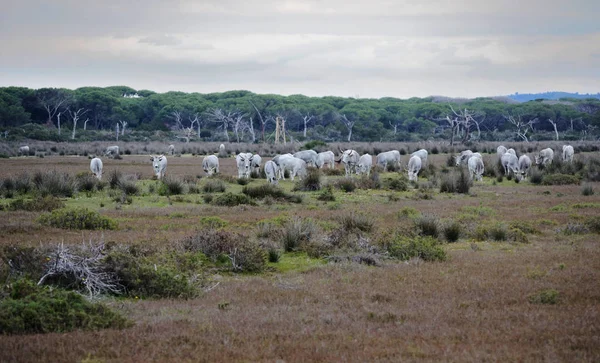 Scenic view of wild Maremma natural parkland with a herd of cows grazing