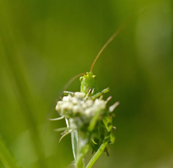 草の刃の上に緑のバッタのクローズアップ — ストック写真