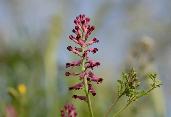 Primer Plano Fumaria Officinalis Flor Silvestre Contra Fondo Colorido Pradera —  Fotos de Stock