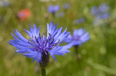 renkli bir çiçeklenme çayırda yabani cornflower yakın çekim