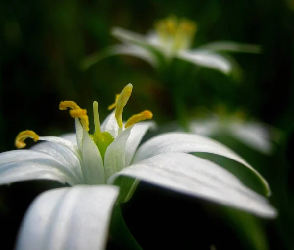 Närbild Stjärna Betlehem Wildflower — Stockfoto