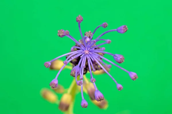 Uzavření Modrého Fialového Květu Muscari Comosum Zeleném Pozadí — Stock fotografie