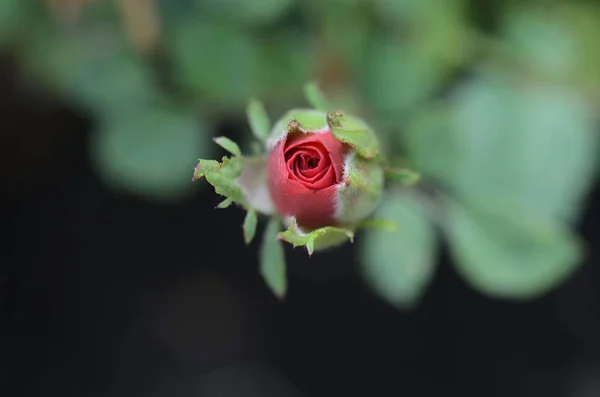 Красная Роза Темном Фоне — стоковое фото