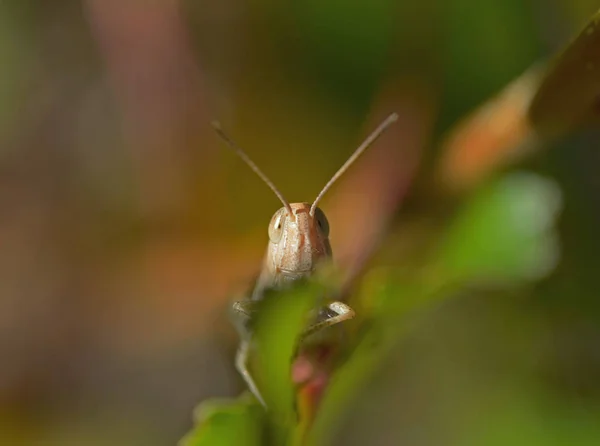 Zblízka Kobylku — Stock fotografie