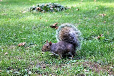 Fiuffy sincap yeşil çimenlerin üzerinde çalışır.