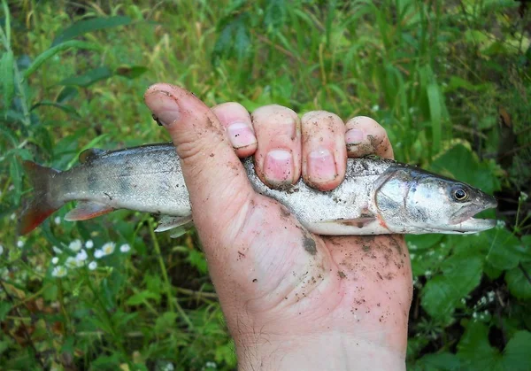 Pesce Mano Sfondo Erba Verde — Foto Stock