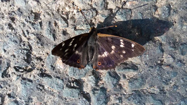 Ein Schmetterling Mit Braunen Flügeln Sitzt Auf Dem Bürgersteig — Stockfoto