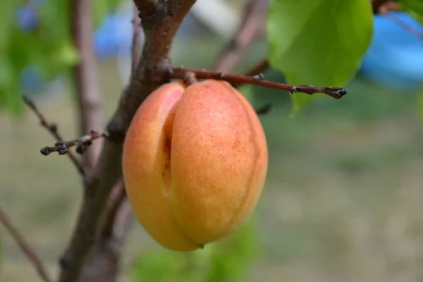 Delicious Ripe Apricot Tree Branch — Stock Photo, Image